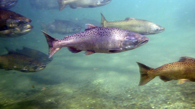 Via ucanr.edu